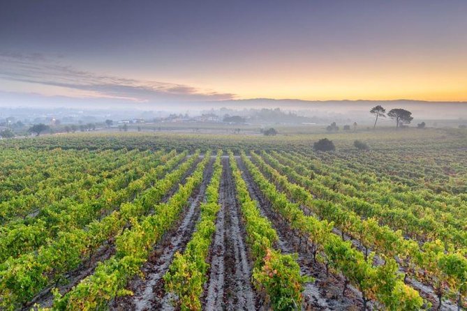 Bairrada Private Tour (Luso & Curia Villages) with Wine Tasting - The drive from Porto to Bairrada