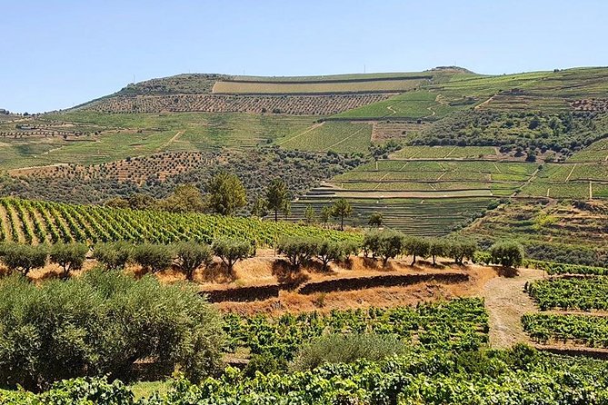 Complete Douro Valley Wine Tour with Lunch, Wine Tastings and River Cruise - The Douro roads lead to the best views