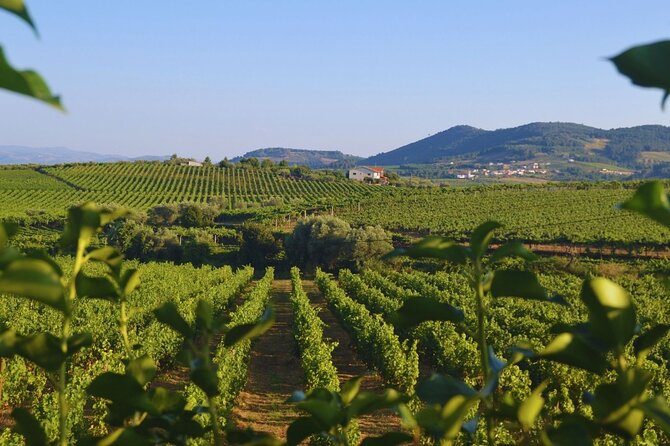 Douro Three Winery Small Group Tour with Lunch and Tastings - Why this is a good way to see the Douro Valley