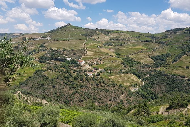 Douro Valley for Wine Lovers with Visit to 4 Wineries and Lunch - Why the Douro Valley makes a better wine day than a cellar visit