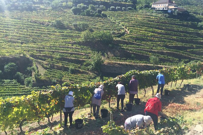 Douro valley Majestic - Ervedosa do Douro for Food and DOC Wine