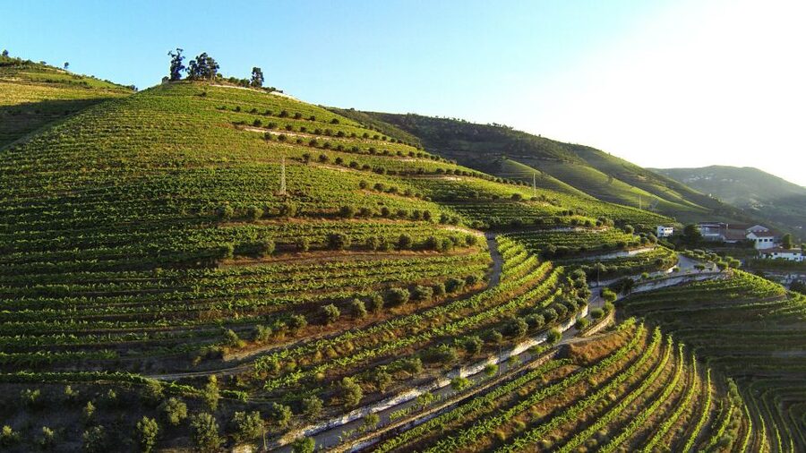 Douro Valley: Quinta de S. Luiz Winery Tour and Tasting - How the one-hour schedule affects the experience