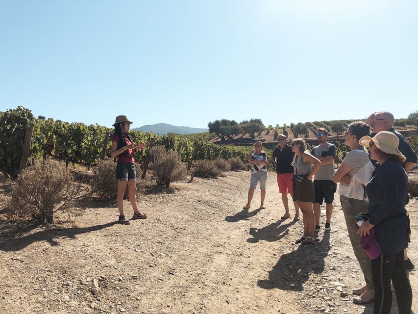Douro Valley: Real Small-Group, Wine Tasting, Lunch & Boat - Who should book this tour