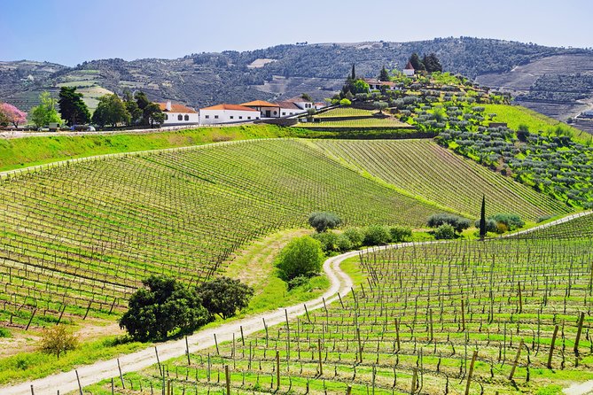 Douro Valley - Relaxed Departure from Porto - Santa Marta de Penaguião and the First Port Tasting