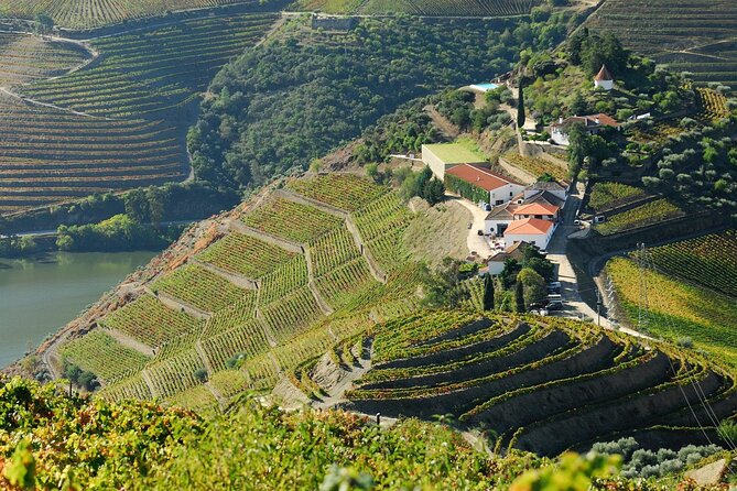 Douro Valley - Relaxed Departure from Porto - Lunch Among the Vineyards