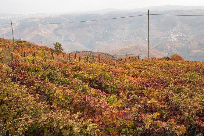 Douro Valley Small-Group Tour with Wine Tasting, Lunch and Boat - The drive from Porto into the wine country