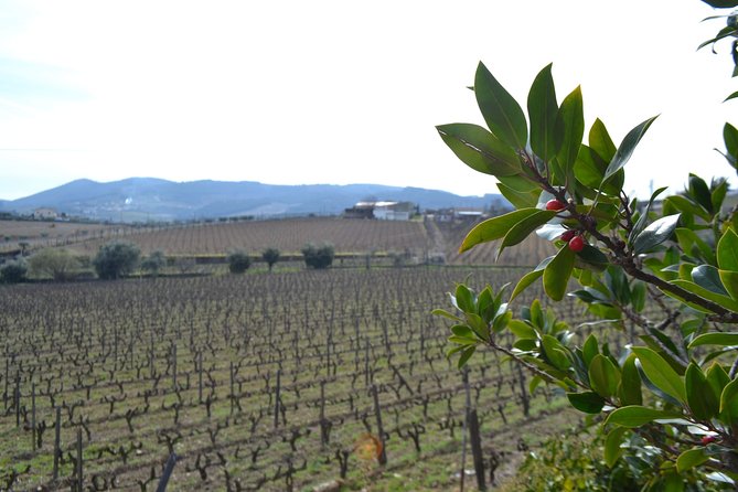 Douro Valley Tour: 2 Vineyard Visits, River Cruise, Winery Lunch - What the $101.58 price includes
