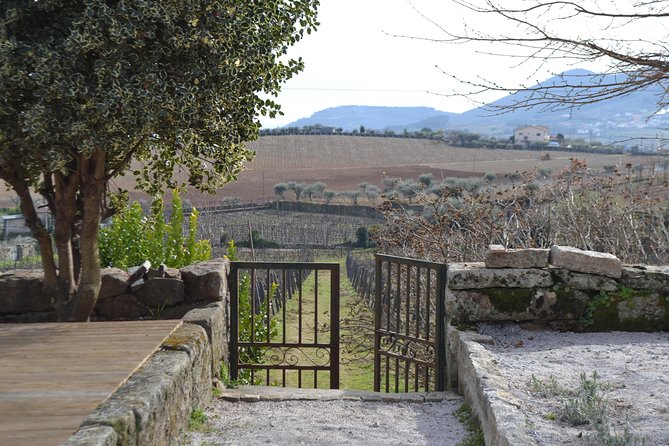 Douro Valley Tour: 2 Vineyard Visits, River Cruise, Winery Lunch - Timing, weather, and practical planning