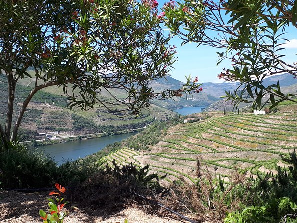 Douro Valley Tour (wine & Food) - D’Origem and the olive oil press museum