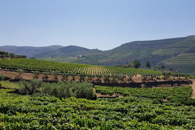 Douro Valley Wine Tour: 3 Vineyard Visits, Wine Tastings, Lunch - Sabrosa and the final cellar visit