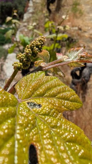 From Porto: 2 Wine Regions, Farm-to-Table Lunch & Boat - Amarante begins with Vinho Verde and a local breakfast