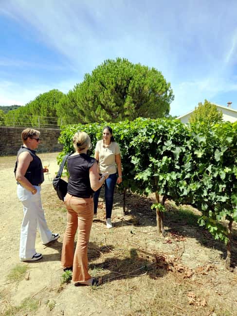 From Porto: Douro Valley 3 Vineyards Tour with Lunch - Key points to know before booking