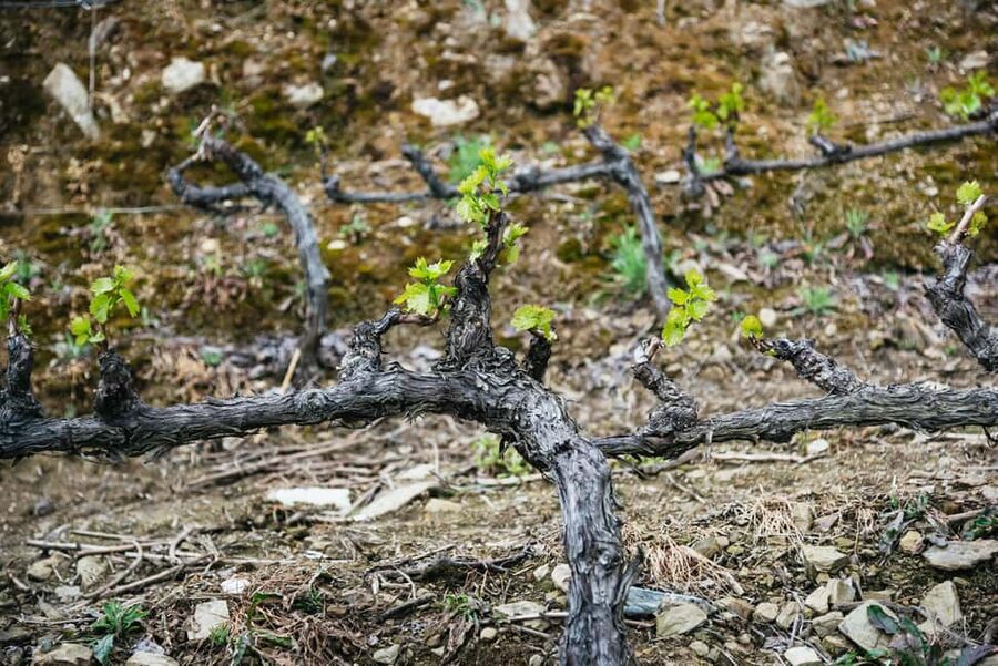From Porto: Douro Valley Wine Tour with Lunch and Cruise - The second estate and comparing the tastings