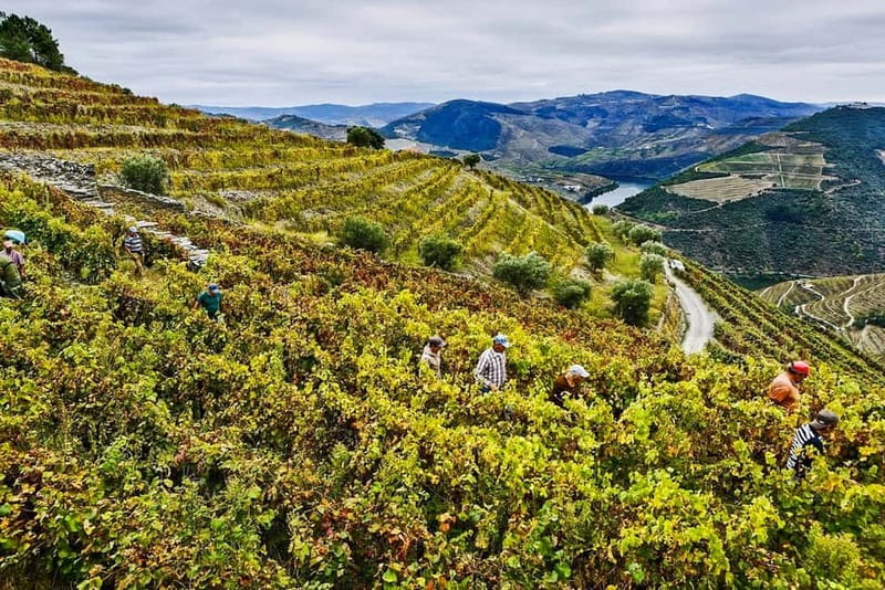 From Porto: Douro Valley with Wineries, Lunch and Boat Trip - Who should book this experience?