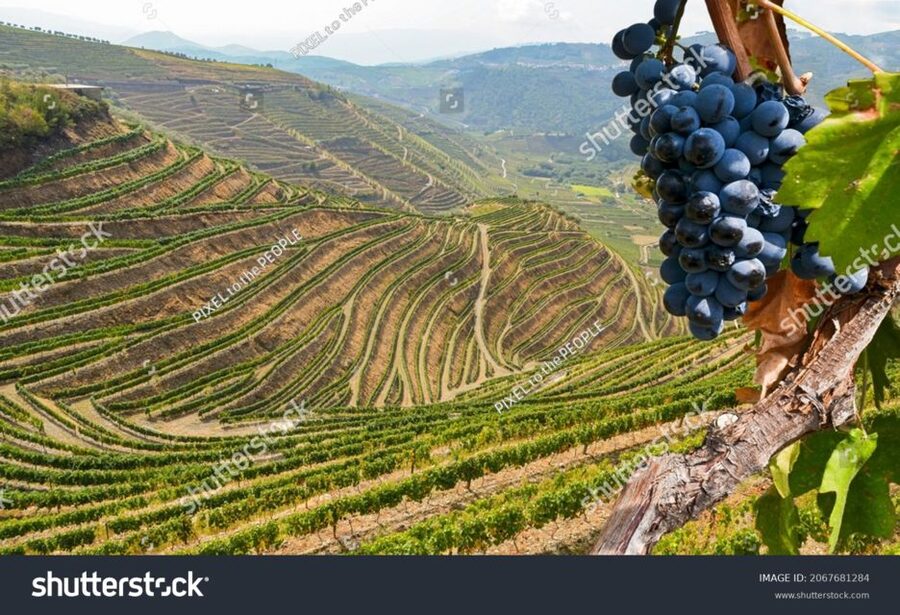From Porto: Full-Day Douro Historical Tour - Should you book it?