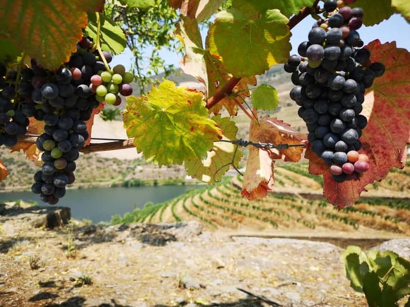 From Porto: Tastings at 2 Wineries, Chef's Lunch & Boat Tour - Practical details before you reserve