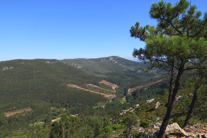 Half-day Hike & Picnic with Dog Love in Porto's Mountains - Hiking Serras do Porto Park for Three Hours