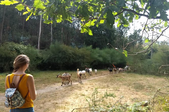 Half-day Hike & Picnic with Dog Love in Porto's Mountains - How Difficult Is the Hike?