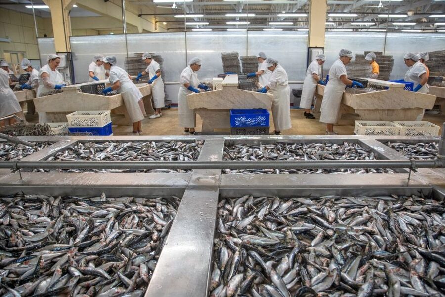 Matosinhos: Conservas Pinhais Factory Tour - Weekend visits offer a different kind of access