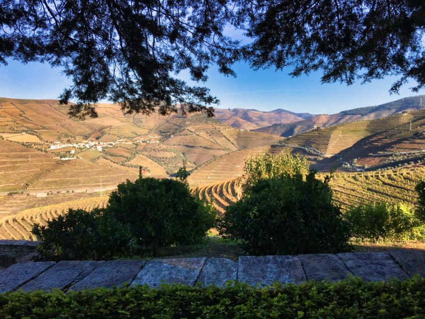 Porto: Douro Valley Private Tour 2 Vineyards & River Cruise - The second vineyard and a closer look at local wine