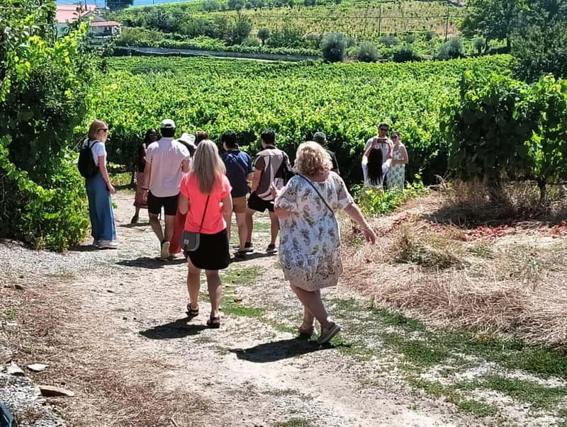 Porto: Douro Valley Tour at 2 Wineries with Lunch and Cruise - Road 222 and the first Douro views