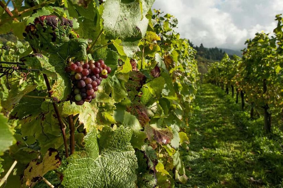 Porto: Douro Valley Tour at 2 Wineries with Lunch and Cruise - Guides make the difference