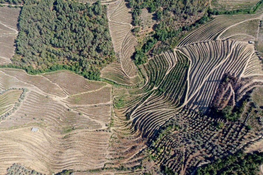 Porto: Douro Valley Tour w/ 3 Tastings, Lunch, & Opt. Cruise - Why this Douro day works so well from Porto