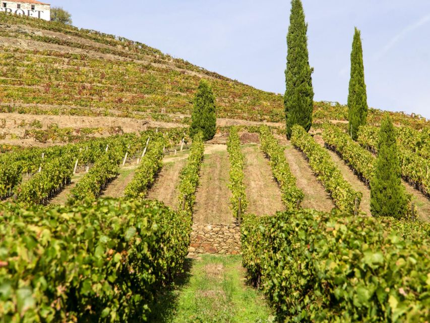 Porto: Douro Valley Tour with 3 vineyards and lunch. - The first view of the Douro River