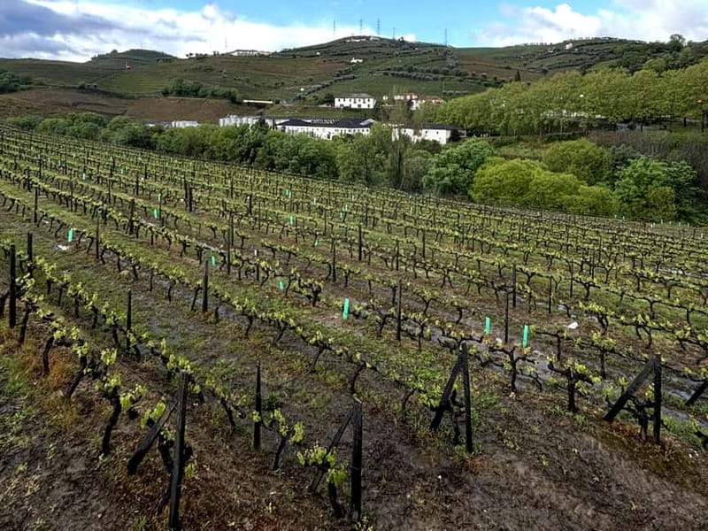 Porto: Douro Valley Tour with 3 Wineries and Lunch - Lunch at the second winery in Sabrosa