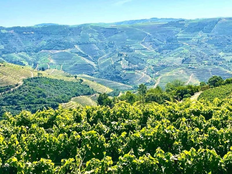 Porto: Douro Valley Tour with 3 Wineries and Lunch - The third winery: guided visit, Port, and olive oil