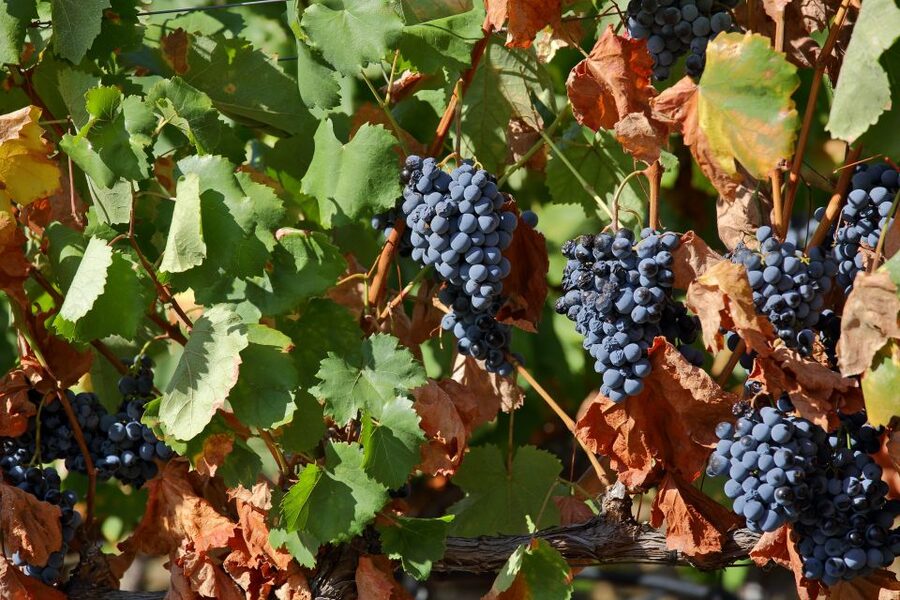 Porto: Douro Valley Wine Tour - Lunch adds real value to a long day