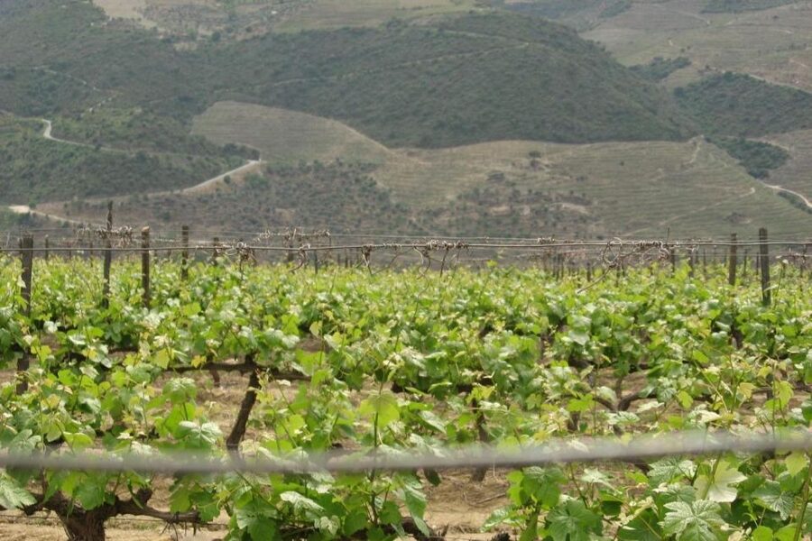 Porto: Douro Valley Wine Tour - The second estate completes the tasting picture