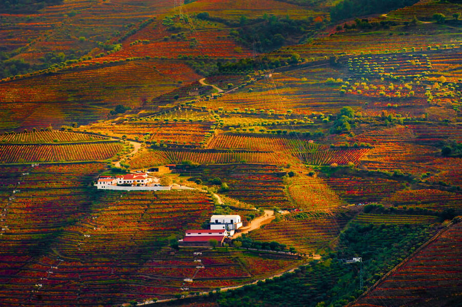 Porto: Douro Valley Wine Tour with a Sommelier & Boat Trip - Who should book this Douro Valley tour