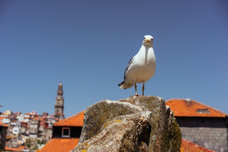 Porto: Harry Potter’s Inspiration Tour - A Hogwarts-uniform shop in central Porto