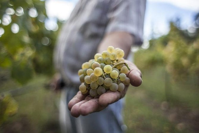 Premium Private Vinho Verde Tour:3 Wineries with Tastings & Lunch - Key points to know before you book