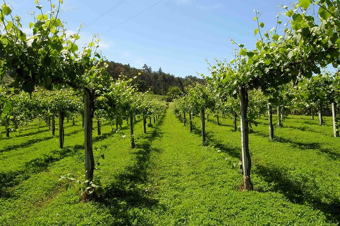 Premium Private Vinho Verde Tour:3 Wineries with Tastings & Lunch - Leaving Porto at 8:30 am
