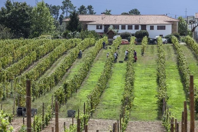 Premium Private Vinho Verde Tour:3 Wineries with Tastings & Lunch - The Vinho Verde Route and Minho countryside