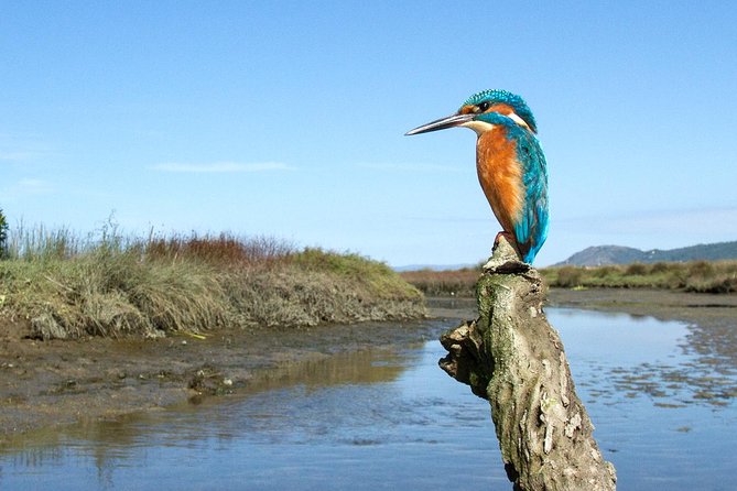 Private Birdwatching from Porto - Key points to know before you book
