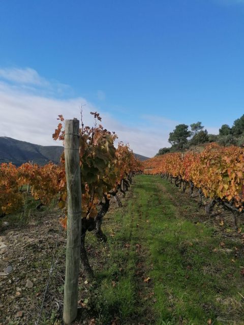 Private Douro Valley 4WD Tour with Wine Tasting and Picnic - Is $359 per person good value?