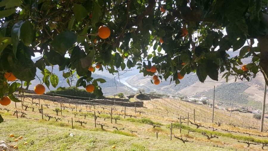 Private Tour: Douro Valley Wine and Food From Porto - Should You Book the Douro Valley Tour?