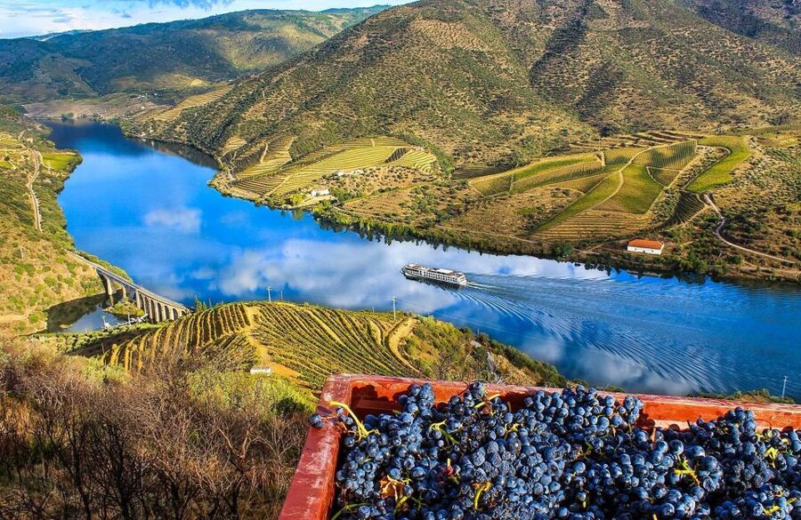 Private Tour: Douro Valley Wine and Food From Porto - Régua: Your First Taste of Douro Wine