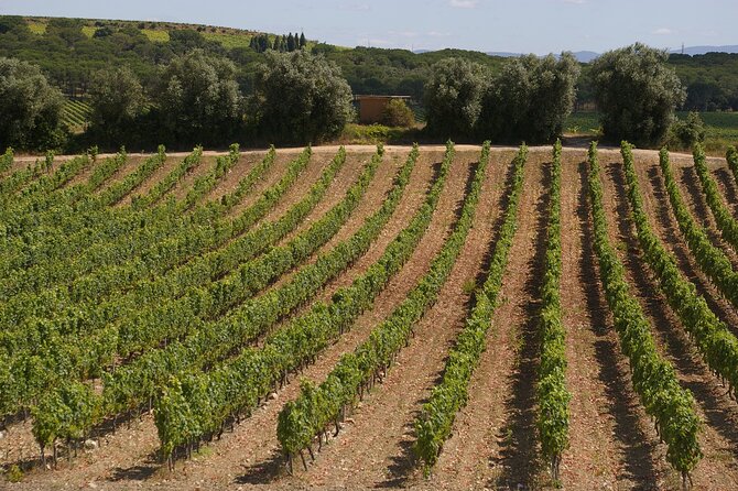 Private Tour to Aveiro, to the Sparkling Wine Cellars and Piglet Tasting - Key points to know before booking
