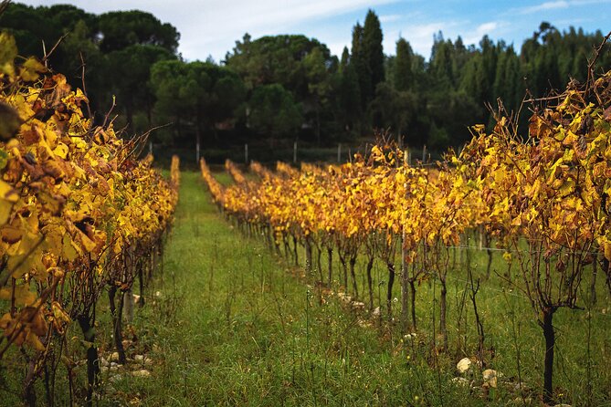 Private Tour to Aveiro, to the Sparkling Wine Cellars and Piglet Tasting - Why this Porto day trip works