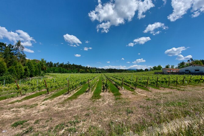 Private Tour to Aveiro, to the Sparkling Wine Cellars and Piglet Tasting - Salt production at Marinha da Noeirinha