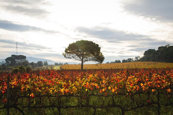 Private Tour to Aveiro, to the Sparkling Wine Cellars and Piglet Tasting - Bairrada sparkling wine at Adega Luís Pato