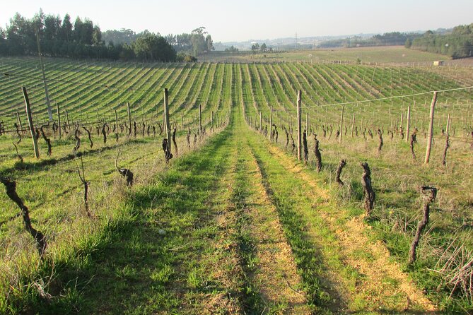 Private Tour to Aveiro, to the Sparkling Wine Cellars and Piglet Tasting - Inside the Alliance Underground Museum
