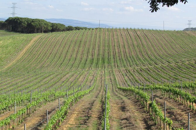 Private Tour to Aveiro, to the Sparkling Wine Cellars and Piglet Tasting - Leaving Porto in a private vehicle