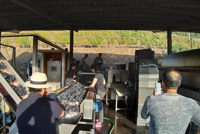 Private Tour to the rock art of Côa Park, Pinhão and Winery - Picking between Quinta do Seixo and Quinta do Bomfim