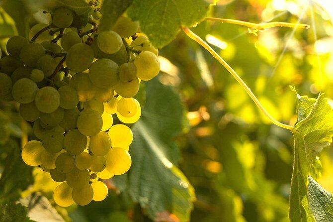 Private Vinho Verde Region Wine Tour from Porto Including Lunch - Why Vinho Verde makes a good day trip from Porto