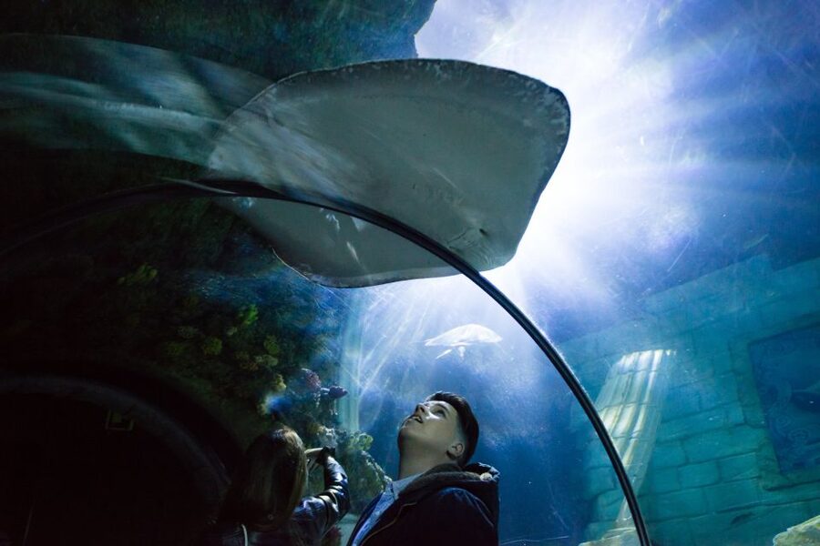SEA LIFE Porto Full-Day Entrance Ticket - Seahorses, pipefish, and the small creatures